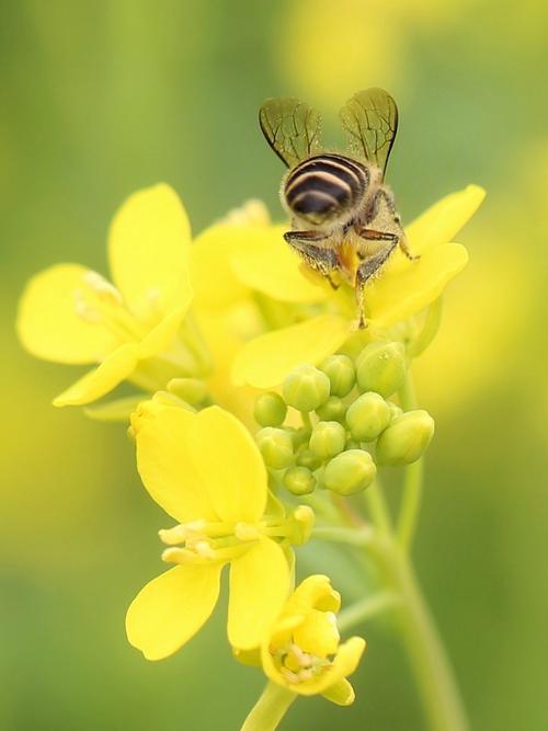 蜜蜂究竟是采花蜜还是采花粉