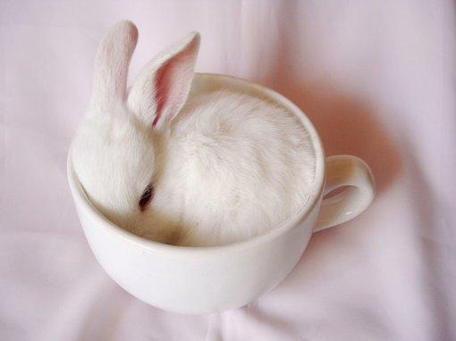 茶杯兔的寿命有多长