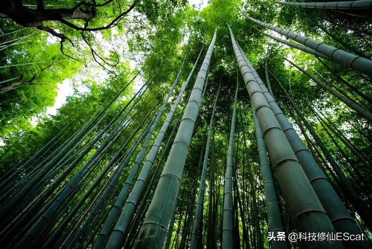 竹子的生长特点