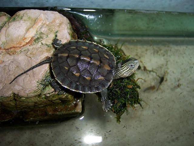 体型最小的几种深水龟