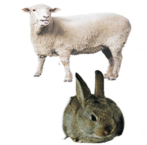 兔子跟羊区别