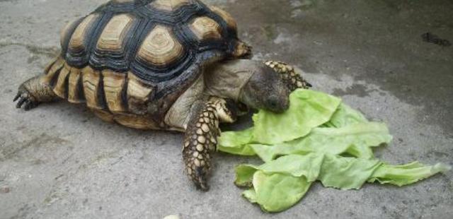 龟龟一天要吃多少食物才最合适（龟喂食时间和方法）