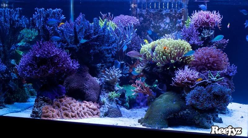 珊瑚缸养鱼密度