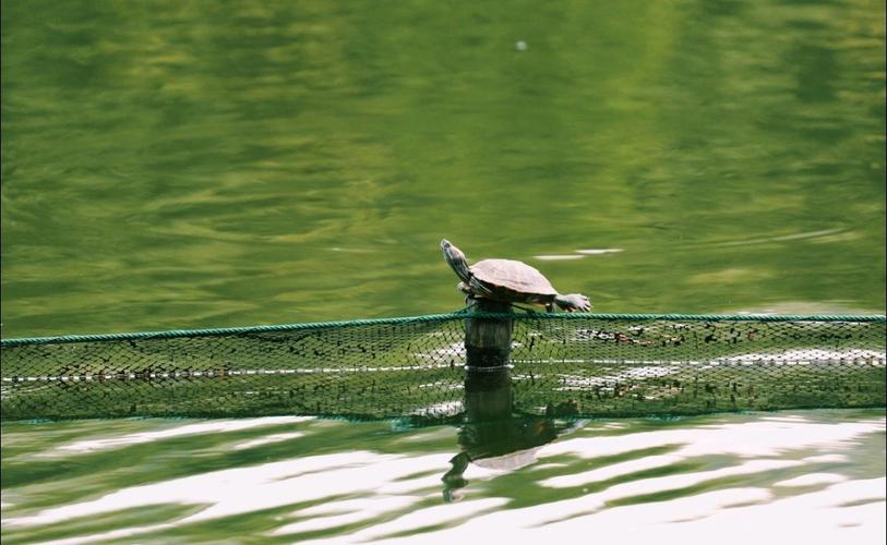 乌龟漂浮在水面上
