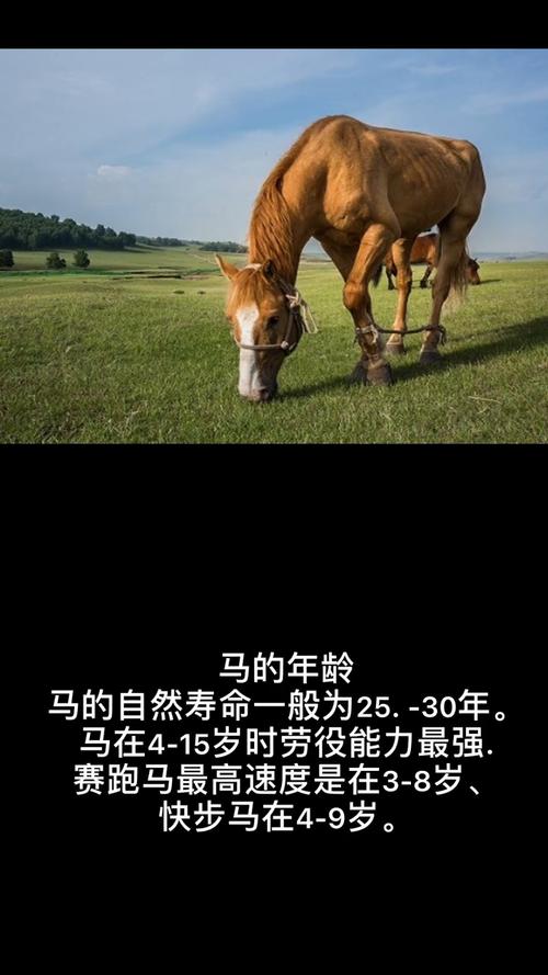 马能活多久壮年是几岁