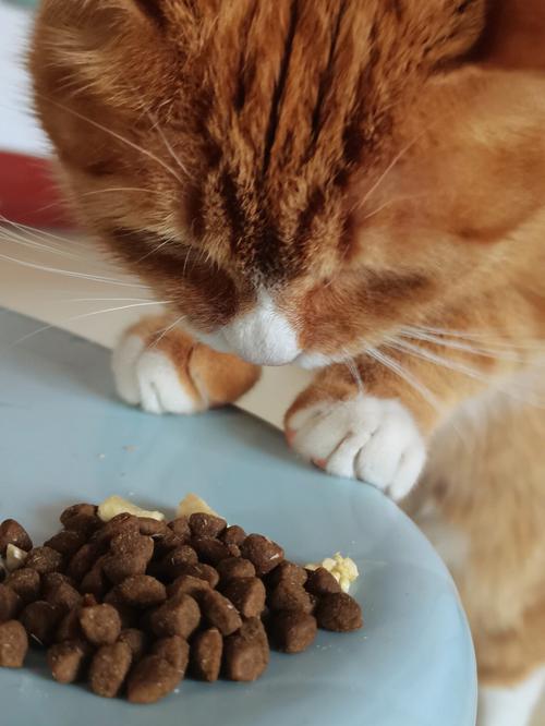 为什么我家猫突然不喜欢吃猫粮（猫突然不爱吃猫粮了是怎么回事）