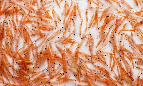 小磷虾营养价值