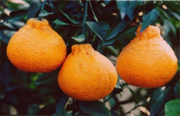 丑橘的叶能干什么