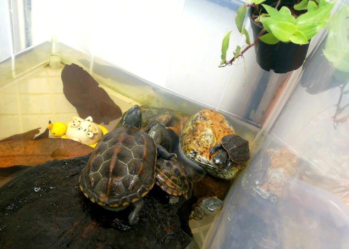 乌龟可以长期在水中生活吗