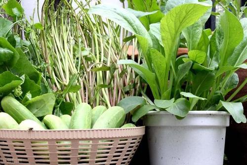怎样种蔬菜能让植物快速生长