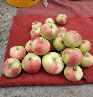 巨森苹果，巨森苹果南方能种吗