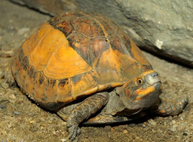 黄额龟为什么很难人工饲养