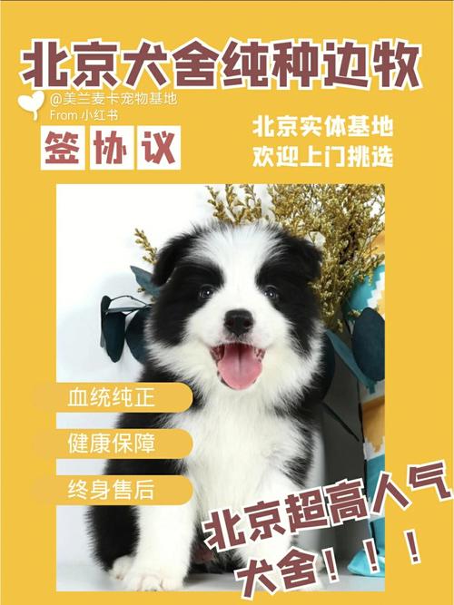 大家在北京有知道什么不错的狗场吗