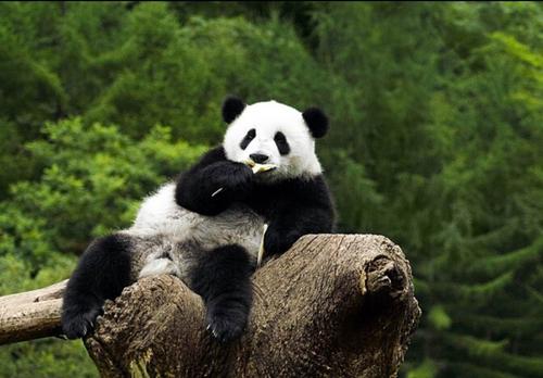 熊猫的生活习性有哪些