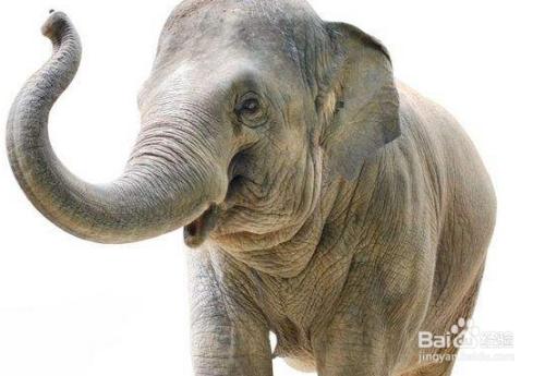 大象的单数形式是什么