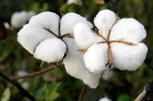 棉花的八种用途