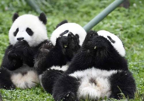 世界上有多少只大熊猫