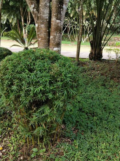 凤尾竹可以种在院子里