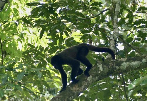 亚马逊热带雨林猴子有几种