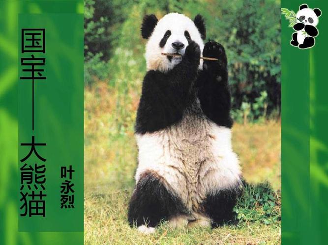 熊猫到底是熊还是猫 它是色盲吗