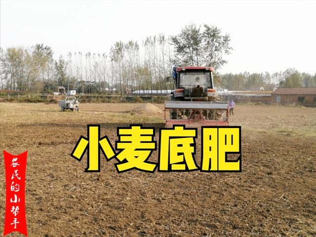 河北枣强县种小麦底肥用60斤二氨40斤复合肥可以吗