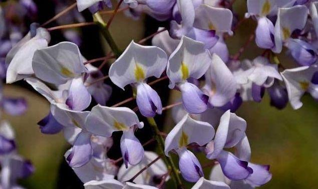 紫藤打花苞后能施磷酸二氢钾