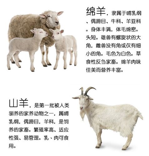 baa是山羊还是绵羊