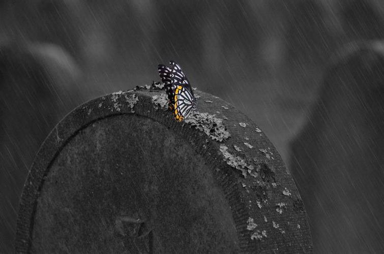 蝴蝶在下雨天为什么不能飞