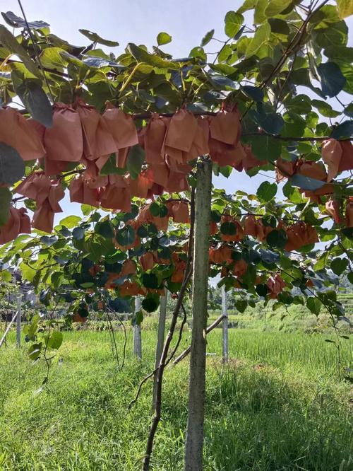 红心猕猴桃树是什么样子的