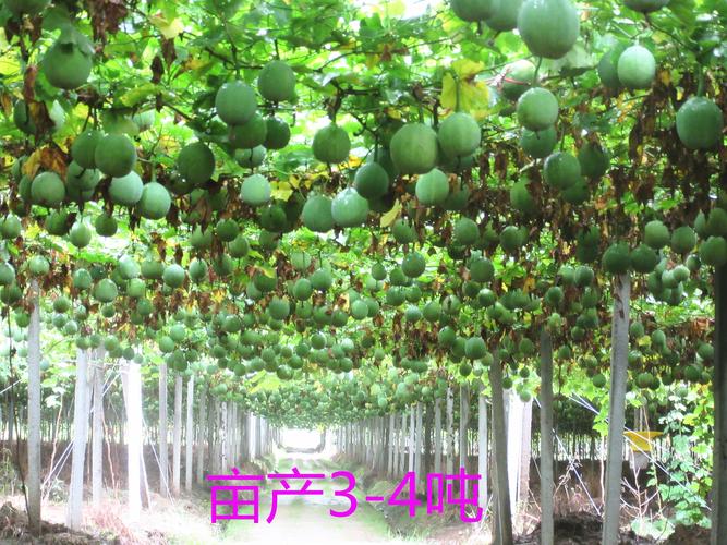 瓜蒌种植技术