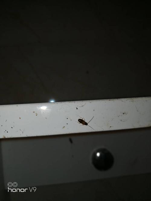 夏天床上为什么会出现一种黑色一毫米小虫子