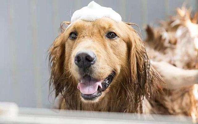 怎么样给狗狗洗澡