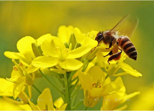 形容春天蜜蜂釆花的优美句子有哪些（描写春天蜜蜂和蝴蝶采蜜的句子）