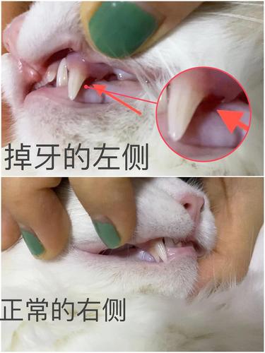 猫几个月掉牙