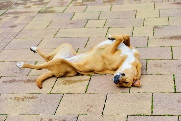 狗狗直接睡地板上会着凉吗（狗狗直接睡在地板上可以吗）