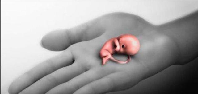人类胚胎的最初发育模样（人类胚胎最初发育阶段图片）