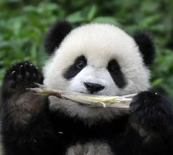 熊猫喜欢吃什么食物