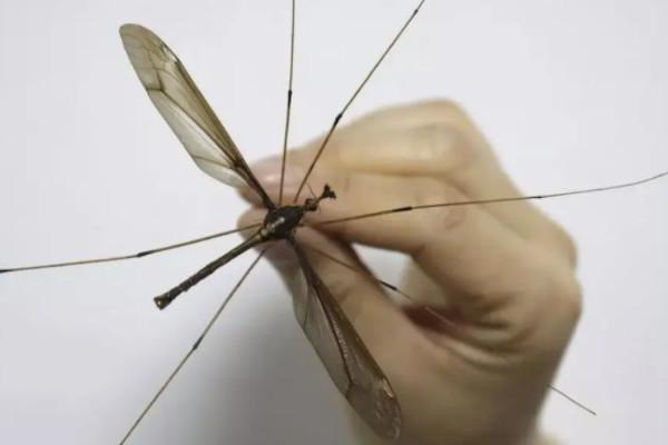 世界上最大的蚊子排行榜