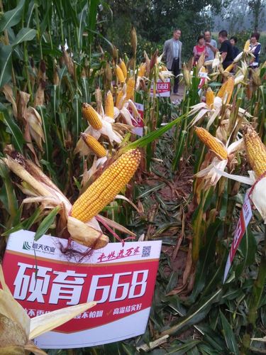 辽宁省国审玉米新品种