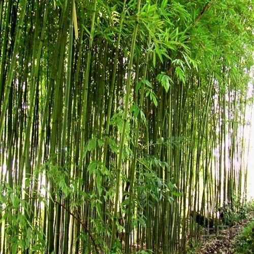 竹子生活习性