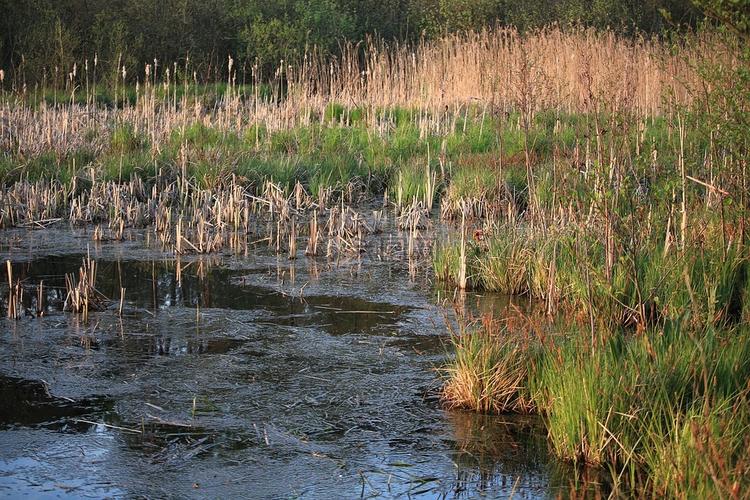 湿地和沼泽有什么不同吗