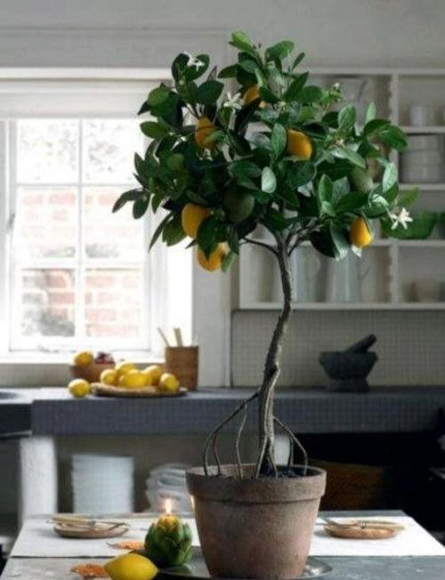 柠檬树怎么修剪才能高大上