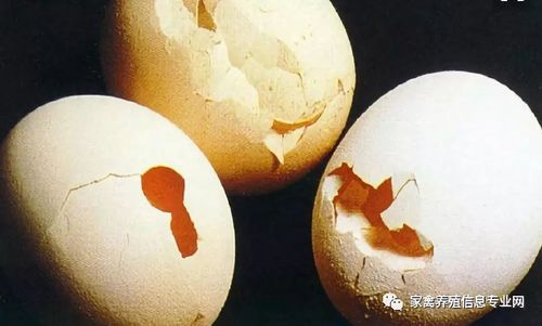 蛋壳薄是什么原因（蛋壳厚好还是蛋壳薄好）