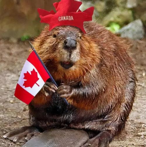 加拿大标志性动物，加拿大十大霸道动物