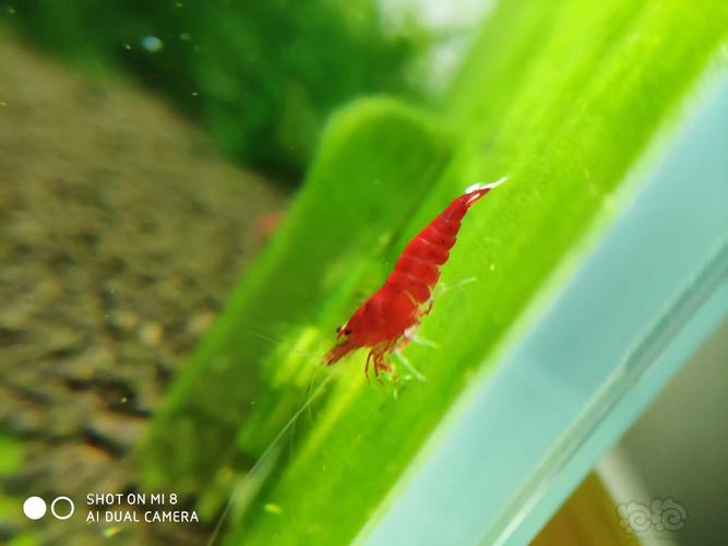观赏小红虾怎样繁殖