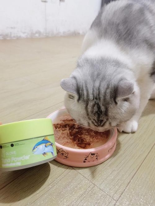 猫咪不吃饭