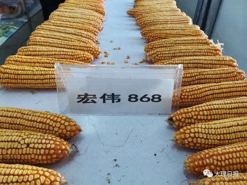 hsj605玉米种介绍
