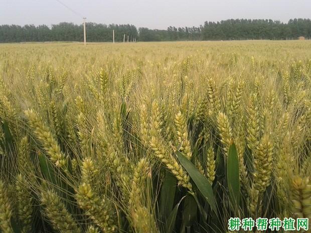 周麦27小麦每亩播种多少斤