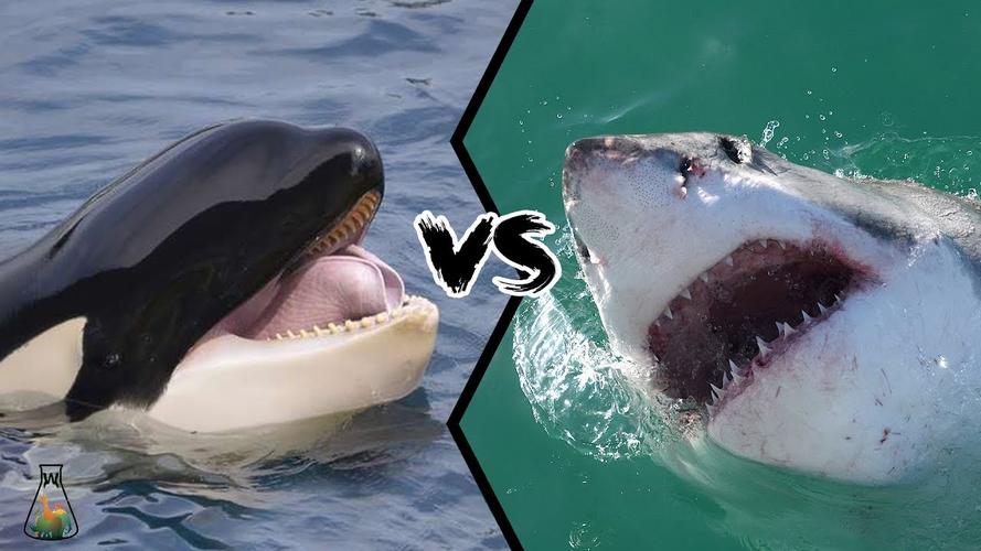 鲸鱼和鲨鱼啥区别