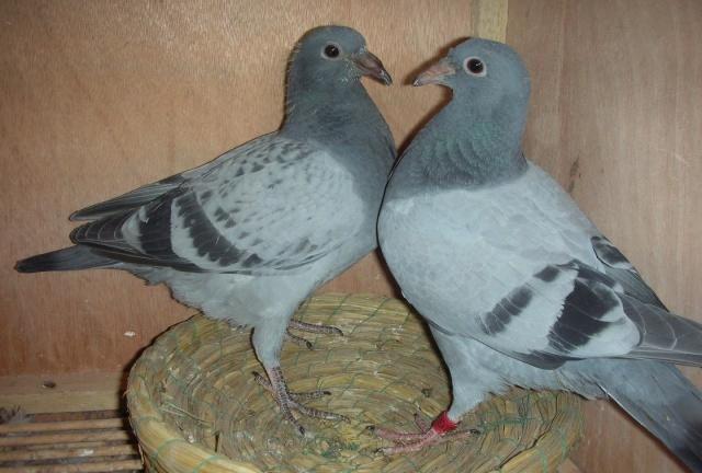 一般的鸽子一年能繁殖几对小鸽（一对鸽子一年可以繁殖多少小鸽子）